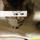 Image for article titled Fake Cartoon Eyes for Cats Make Everything Better